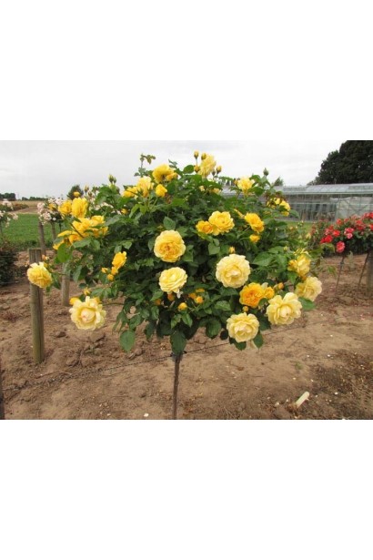 Роза Луна Трендсеттер штамб